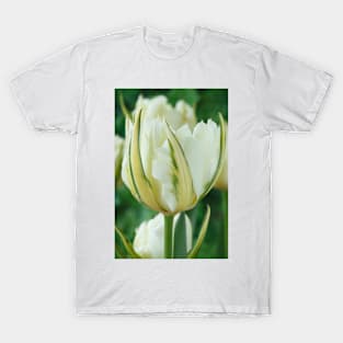 Tulipa  &#39;Exotic Emperor&#39;   Fosteriana Group Tulip T-Shirt